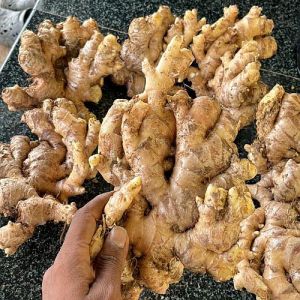 A Grade Fresh Ginger