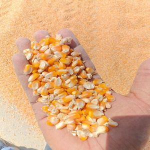 A Grade Yellow Maize Seeds