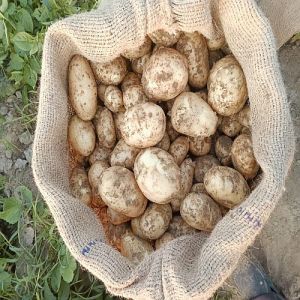 Brown A Grade Fresh Potato