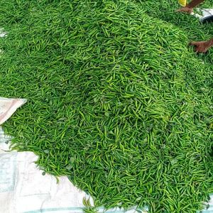 Indian Fresh Green Chilli