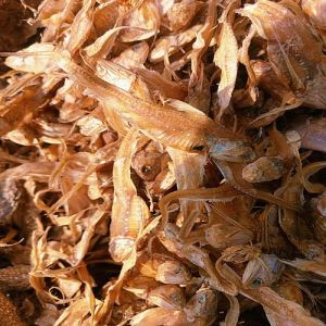 Whole Brown Dried Ribbon Fish