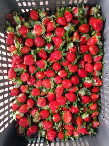 Fresh Strawberry