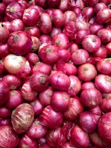 Indian Red Onion