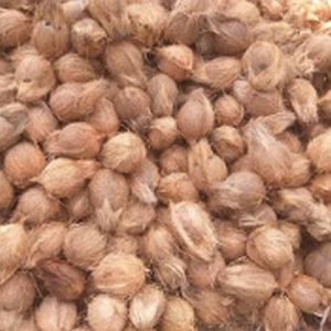 Semi Husked Coconut, Color : Brown, Taste : Sweet