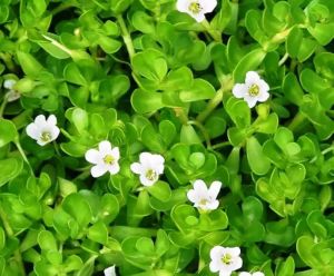 Fresh Brahmi Leaves, Color : Green, Packaging Type : Plastic Bag