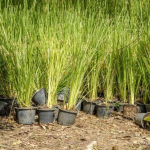 Vetiver Grass
