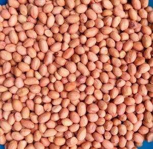 Raw Peanut Kernel