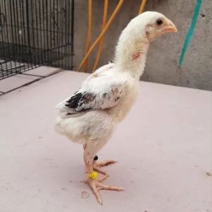 One Month Old Aseel Country Chicks Fresh, Weight : 35grms
