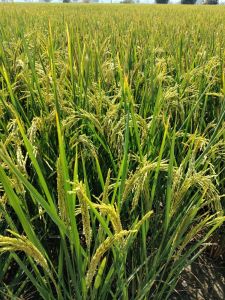 1509 Steam Sella Basmati Rice