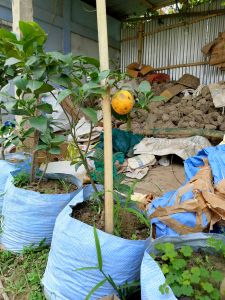 Organic Mausami, Color : Light Green for Juice, Pickles, Drinks