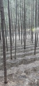 Casuarina Poles, Color : Brown for Construction, Industrial