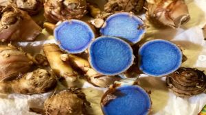 Organic Black Turmeric Finger Fresh, Dried, Grade : High