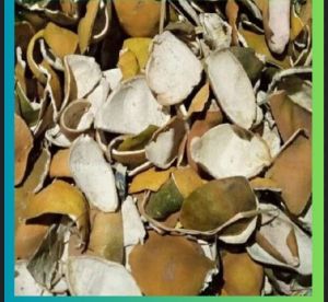 Mosambi Peels Mosambi Peels