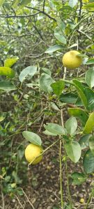 Organic Fresh Yellow Lemon for Juice, Pickles, Drinks