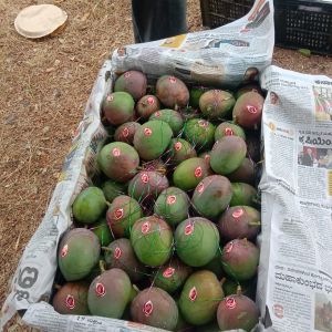 Fresh Mangoes