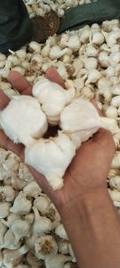 Farming Natural Garlic, Color : White Light Shade White Large