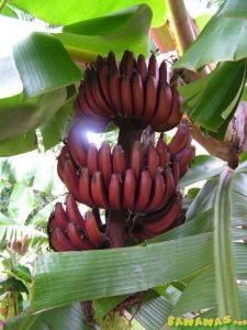Red Banana