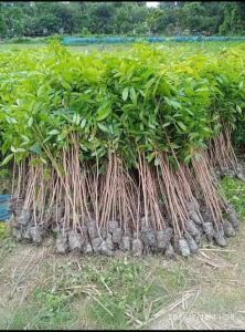 african mahogany plants