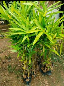 Tulda Bamboo Plant