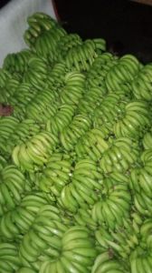 Green Banana,  Packaging Size : 5Kg, 10Kg, 25Kg, 50Kg