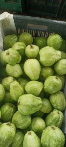 Green Organic Fresh Guava for Human Consumption