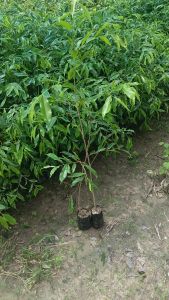 Agarwood Plant