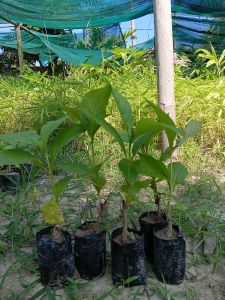 Teak Plant