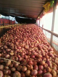 Red Onions, Cultivation Type : Natural