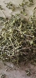 Gudmar Leaves Gudmar Leaves