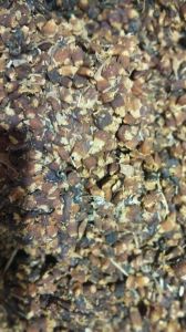 Mahua Flower Mahua Flower