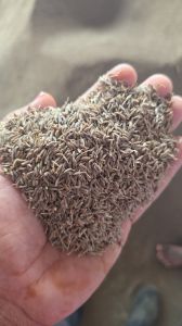 Brown Natural Cumin Seed Jeera