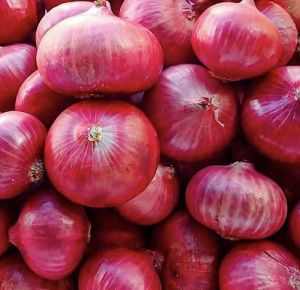 Red Onion, Cultivation Type : Natural for Cooking, Restaurant, Food