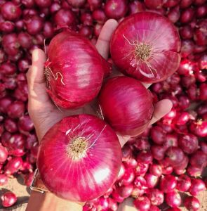 A Grade Red Onion