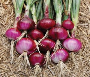 Fresh Red Onion
