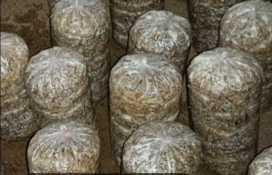 Fresh Oyster Mushroom