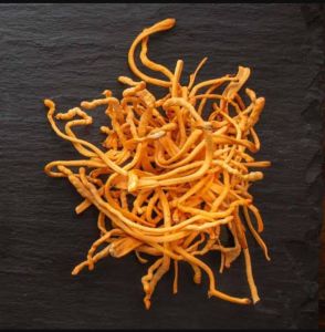 Cordyceps Militaris, Color : Oregon, Quality : 15kg