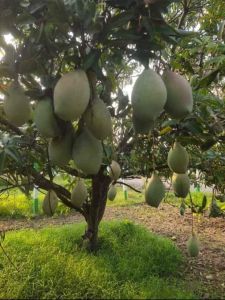 Kg Mango Estate Farm Land