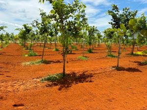 Agriculture Land Sale