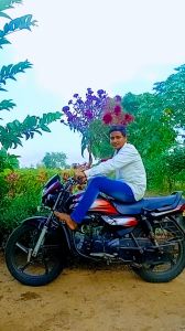 Melia Dubia Plants, Flower Color : Green for Gardening, Decoration