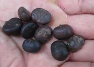 Palm Seeds