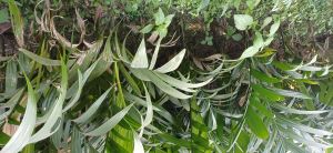 Betel Plant Betel Plant