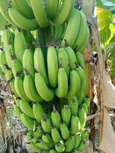 Raw Banana, Color : Green, Taste : Sweet for Human Consumption