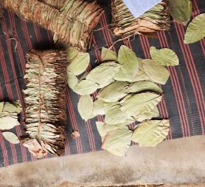AQ Organic Green Kendu Leaves, Packaging Type : Pastic Packet