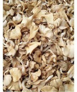 Brown Dry Oyster Mushroom, Packaging Size : 500g, 1Kg, 5Kg, 10Kg