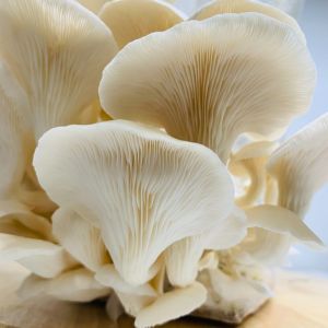 Organic Fresh Oyster Mushroom, Packaging Size : 500g, 1Kg, 5Kg