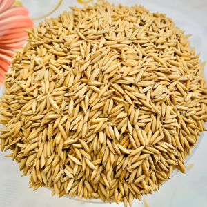 Organic Paddy Seed, Seed Type : Hybrid
