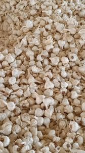 Dry Garlic, Color : White, Form : Whole Cloves