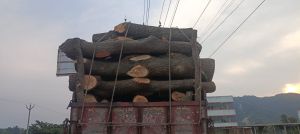 Mango Wood Logs, Shape : Round For Firewood, Construction