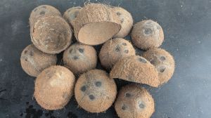 Polished Coconut Shells, Color : Brown