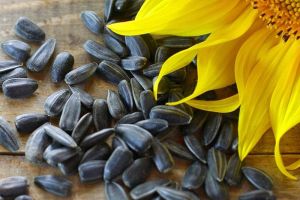 Natural Black Sunflower Seeds , Packaging Type : PP Bag